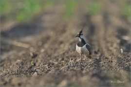 <p>ČEJKA CHOCHOLATÁ (Vanellus vanellus) jižní Morava ----- /Noprthern lapwing – Kiebitz/</p>